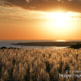 夕日に赤く染まるサトウキビの穂