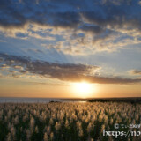 夕日を浴びて金色に輝くサトウキビの穂