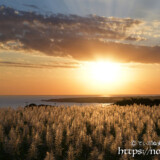 夕日を浴びて金色に輝くサトウキビの穂
