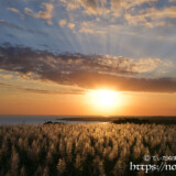 赤く染まる空とサトウキビの穂