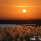 夕日に赤く染まるサトウキビの穂