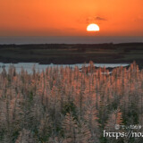 サトウキビの穂と沈む夕日