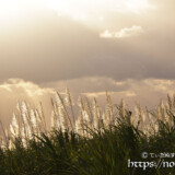 輝くサトウキビの穂と天使の梯子