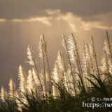 金色に輝くサトウキビの穂