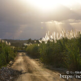 冬のサトウキビ畑に降り注ぐ光のシャワー