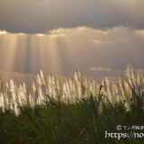 金色に輝くサトウキビの穂と天使の梯子