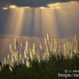 金色に輝くさとうきびの穂と天使の梯子