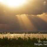 金色に輝くサトウキビの穂と天使の梯子