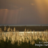 金色に染まるサトウキビの穂と天使の梯子