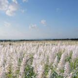 見渡す限り広がる銀色の穂