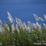 銀色のサトウキビの穂