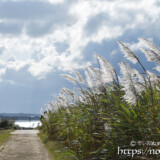 冬のサトウキビ畑