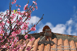 赤瓦屋根の上のシーサーと寒緋桜