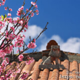 赤瓦屋根の上のシーサーと寒緋桜
