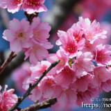 可憐な寒緋桜の花
