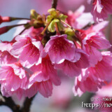 うつむき加減に咲く寒緋桜の花