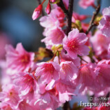 ピンク色の可憐な寒緋桜