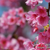 ピンク色の可憐な寒緋桜