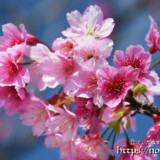 可憐な寒緋桜の花