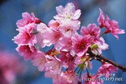 可憐な寒緋桜の花