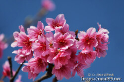 濃いピンク色の寒緋桜