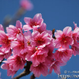 濃いピンク色の寒緋桜