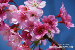 青空と可憐な寒緋桜の花