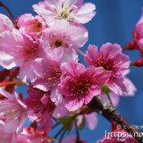 青空と可憐な寒緋桜の花