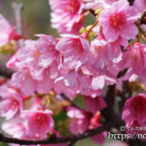 うつむき加減に咲く寒緋桜の花