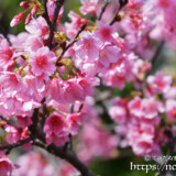 満開の寒緋桜