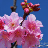 青空と可憐な寒緋桜の花