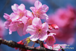 ピンク色の可憐な寒緋桜