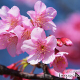 ピンク色の可憐な寒緋桜