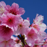 青空と可憐な寒緋桜の花