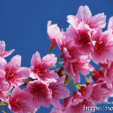 青空と可憐な寒緋桜の花