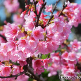 満開の寒緋桜