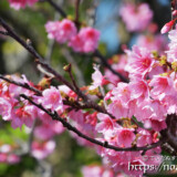 満開の寒緋桜