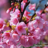 満開の寒緋桜
