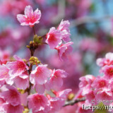 満開の寒緋桜