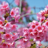 満開の寒緋桜