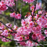 満開の寒緋桜