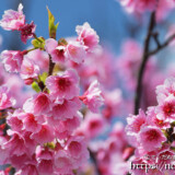 満開の寒緋桜