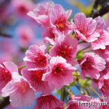 可憐な寒緋桜の花