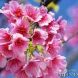 可憐な寒緋桜の花