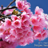 寒緋桜のブーケ