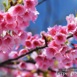 満開の寒緋桜