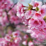 満開の寒緋桜