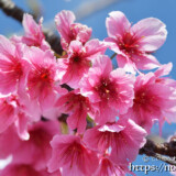 濃いピンク色の寒緋桜