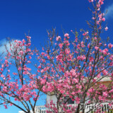 青空と満開の寒緋桜