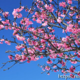 青空と満開の寒緋桜